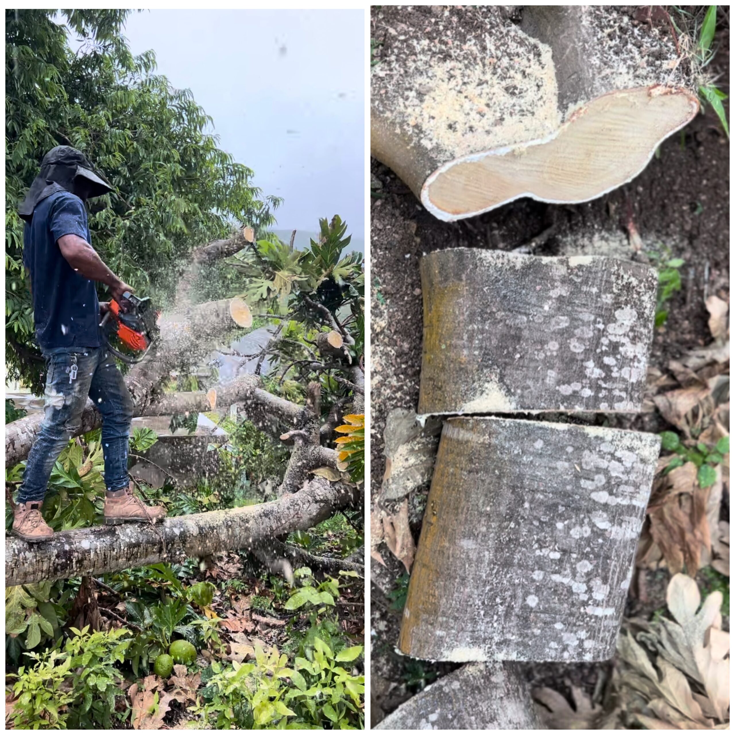 Expert Tree Cutting Services: Safe & Precise Removal
